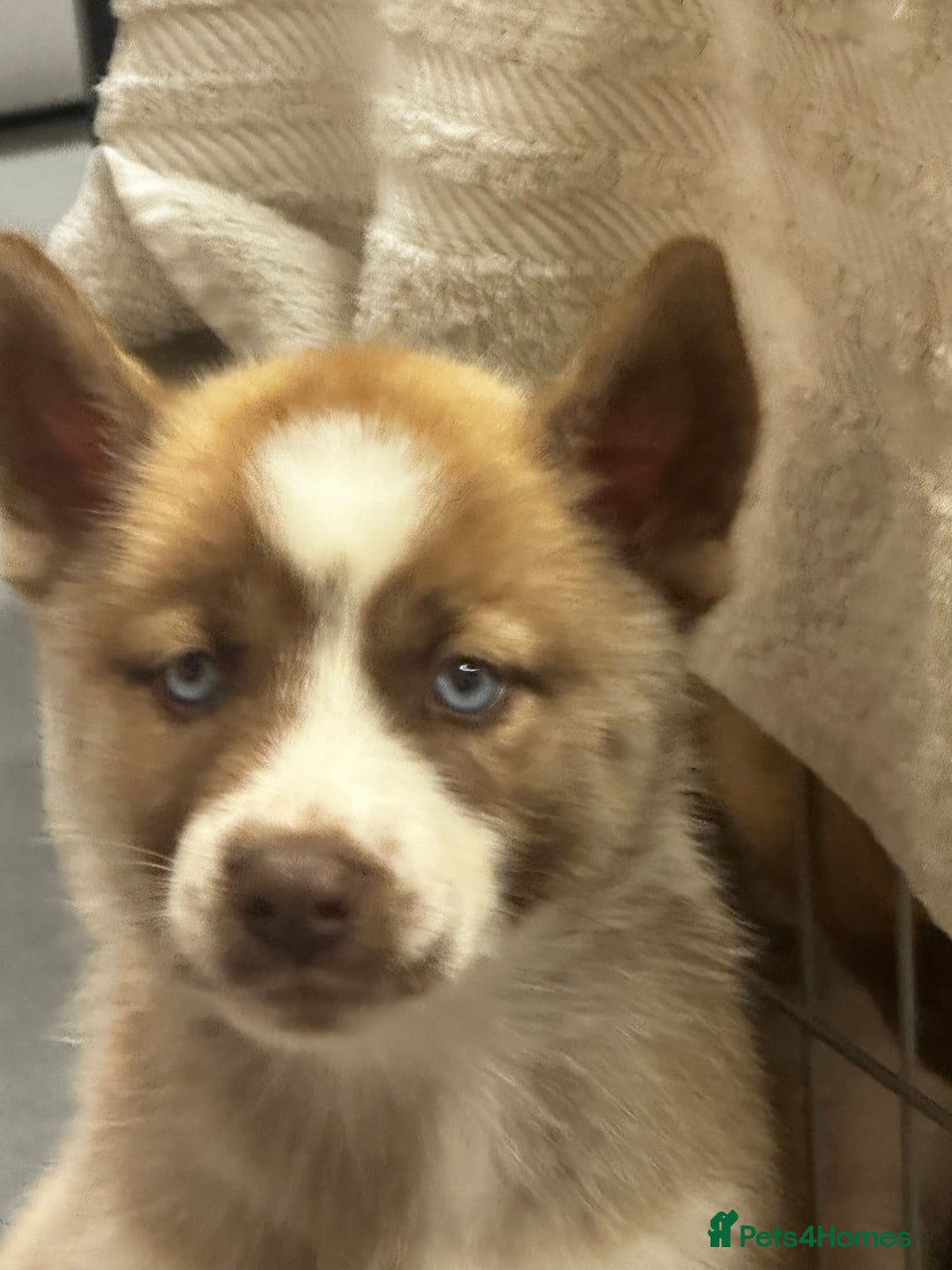 Siberian Husky dogs for sale: Siberian huskies - Image 3