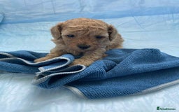 Cavapoo dogs for sale: Cavapoo puppies boys and girls available - Image 7