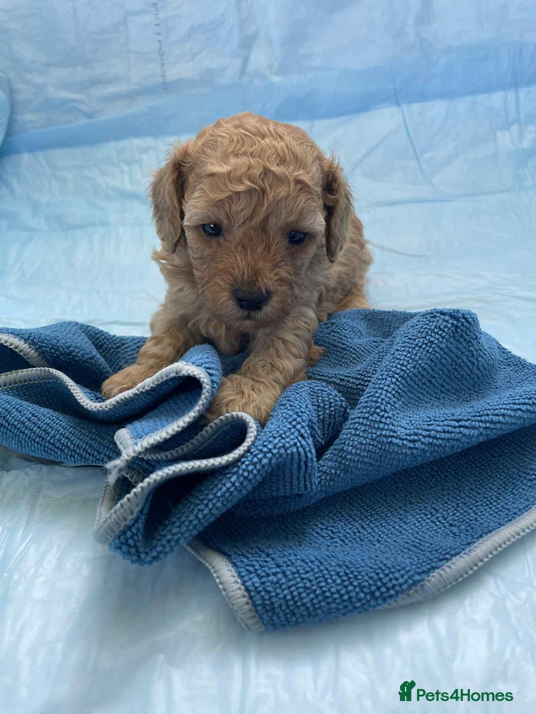Cavapoo dogs for sale: Cavapoo puppies boys and girls available - Image 7