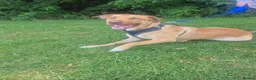 Mixed Breed dogs for sale: Border collie cross  in Coventry - Advert 3