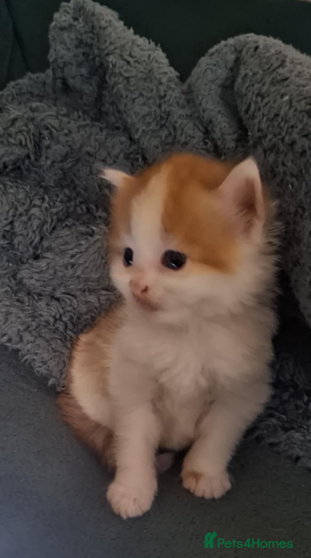 Mixed Breed cats for sale: 3 fluffy kittens - Advert 18
