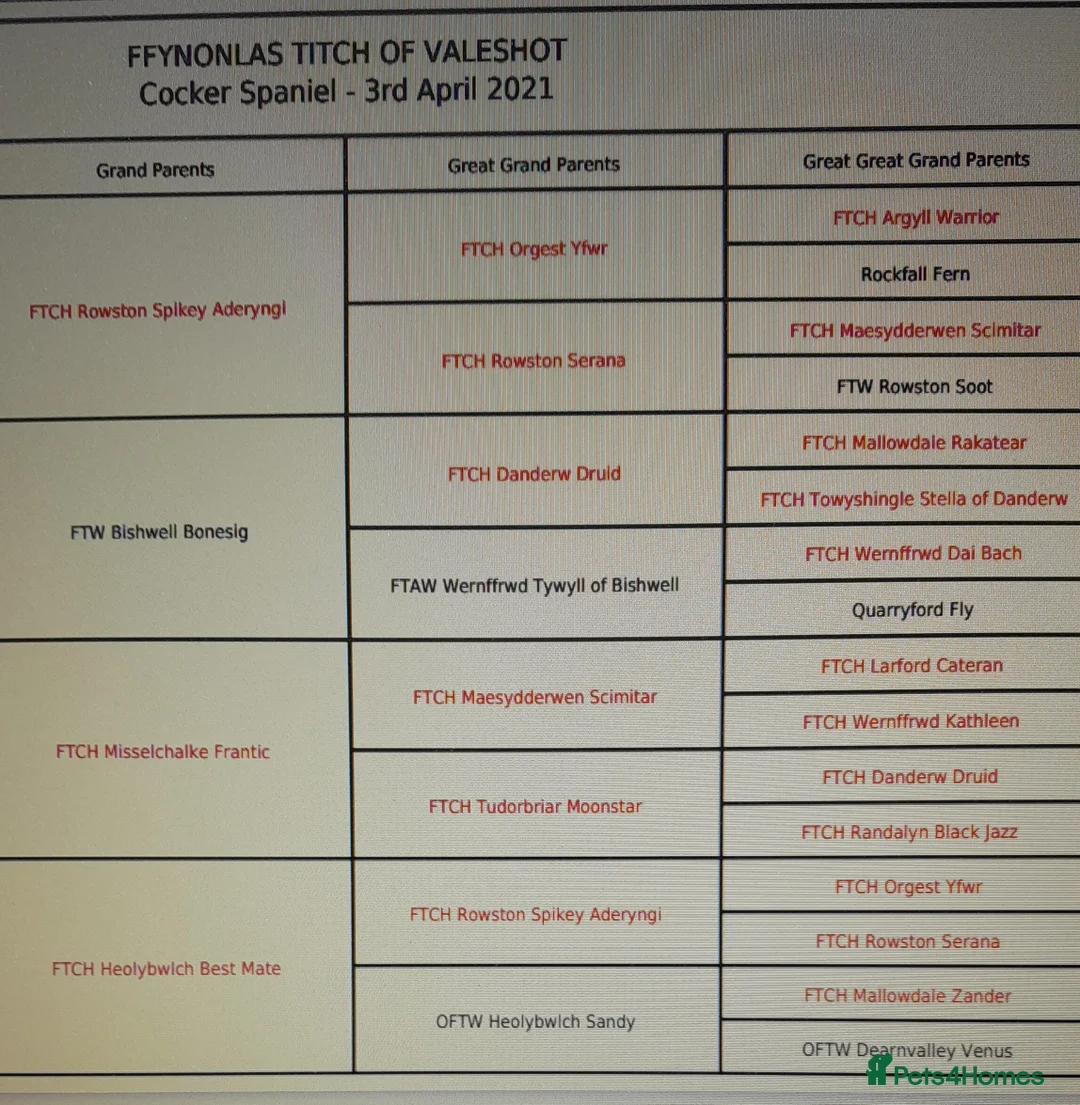 Cocker Spaniel dogs for stud: Health Tested Proven K C Registered FTCH x OFTW - Advert 4