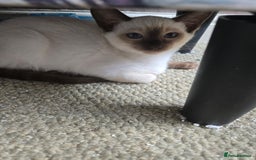 Ragdoll cats for sale: REDUCED 12 weeks chocolate point girl  in Bradford - Image 3