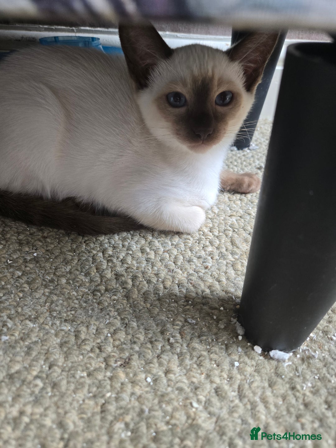 Ragdoll cats for sale: REDUCED 12 weeks chocolate point girl  in Bradford - Image 3