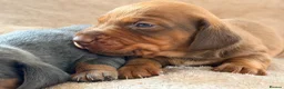 Miniature Dachshund dogs for sale: 🌈 🐾Beautiful Dachshund Rainbow Litter🐾🌈 - Advert 10