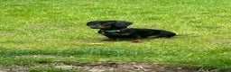 Dachshund dogs for sale: Dachshund Black and Tan male - Slinky - Advert 11