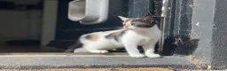 Domestic Shorthair cats for sale: Black and white kittens - Advert 7