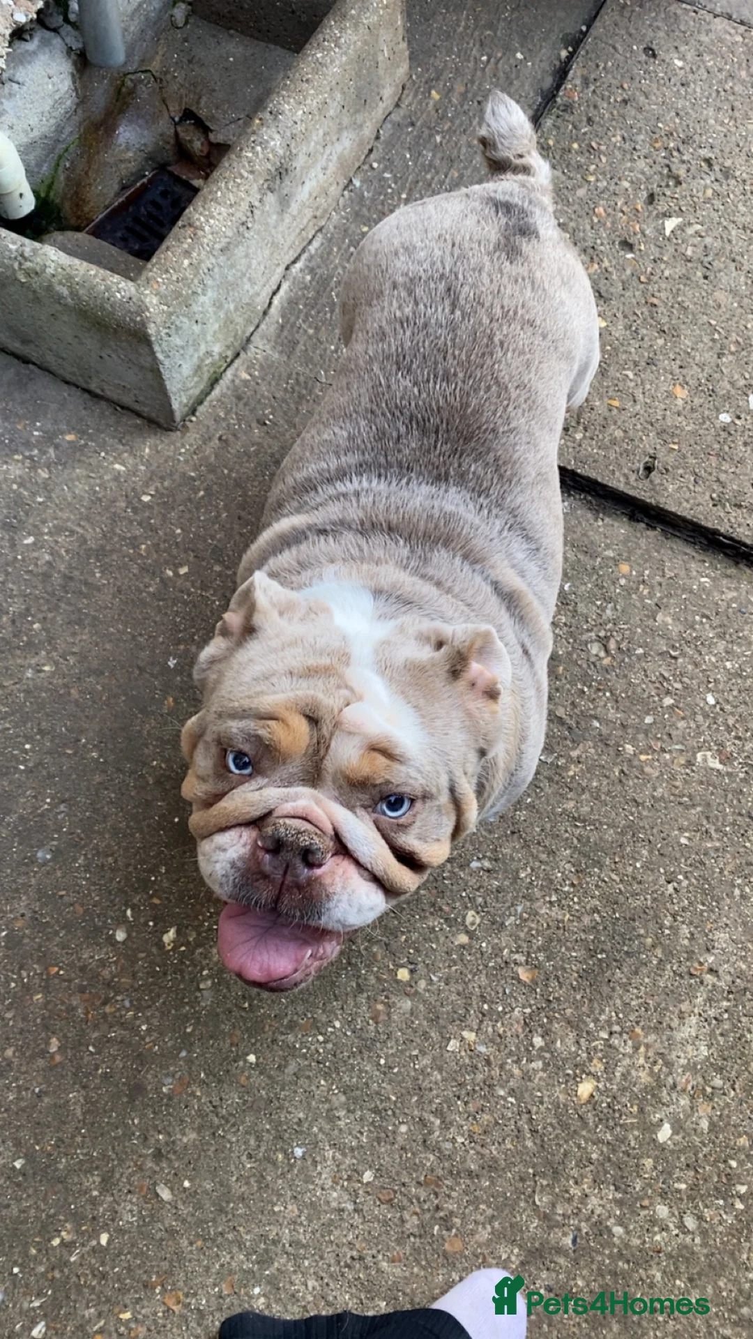 English Bulldog dogs for sale: English bulldog for sale  - Advert 2