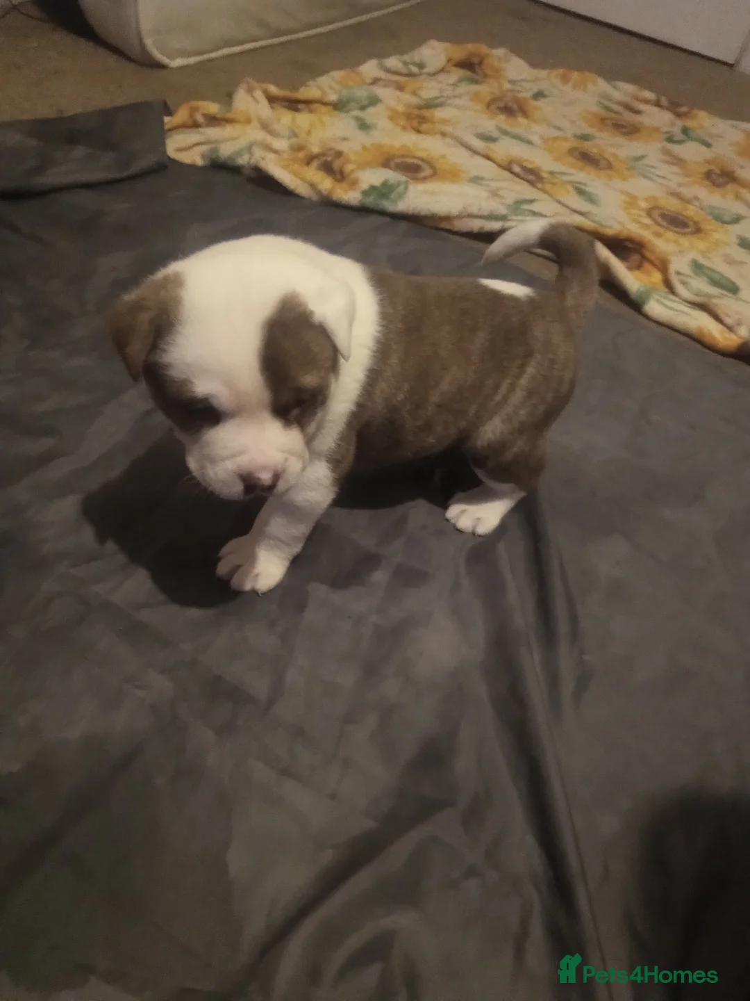 Mixed Breed dogs for sale: Akita x American staff puppies for sale  - Advert 14