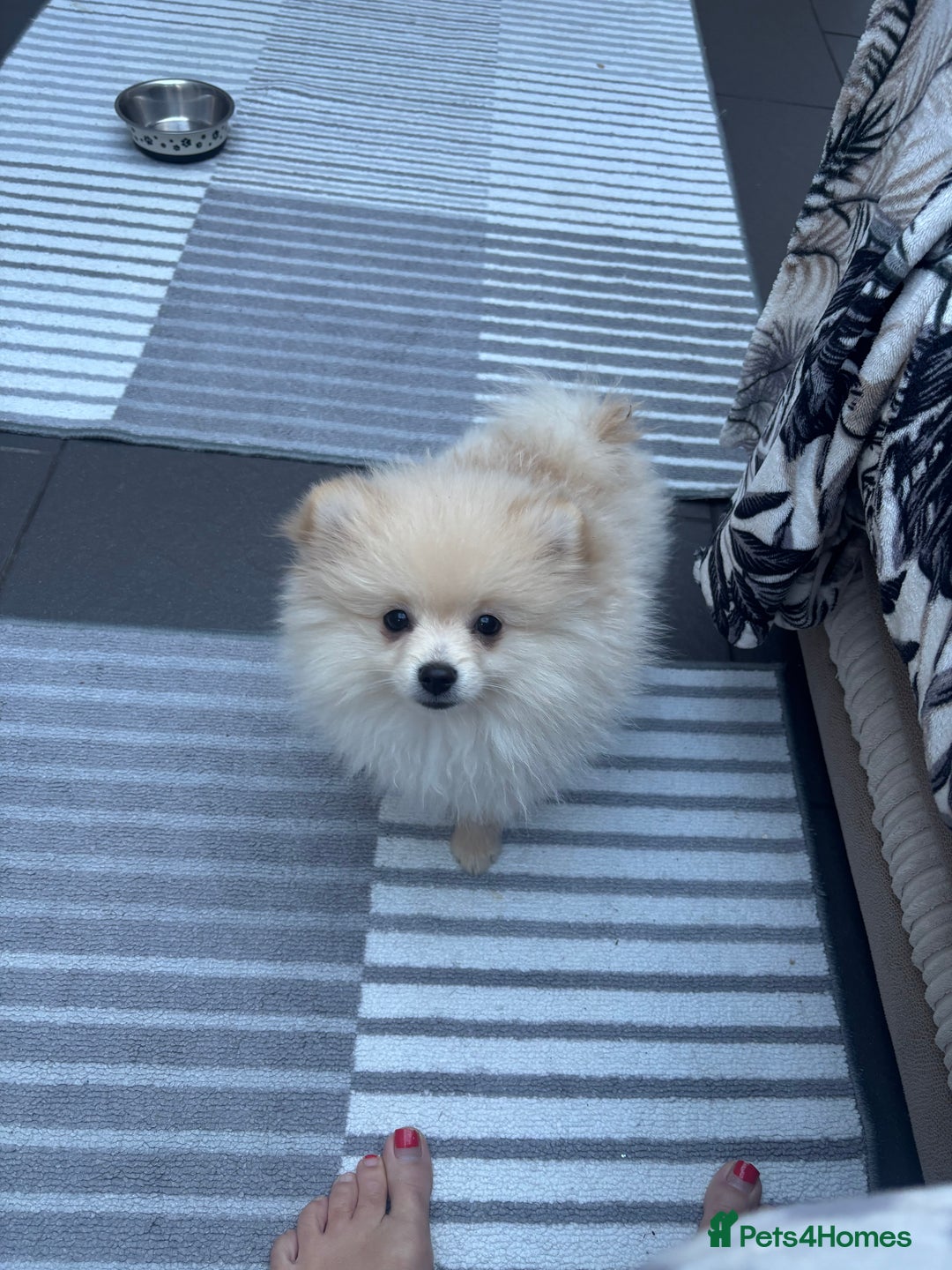 Pomeranian dogs for sale: Pomeranian male pups ready to go  - Advert 7