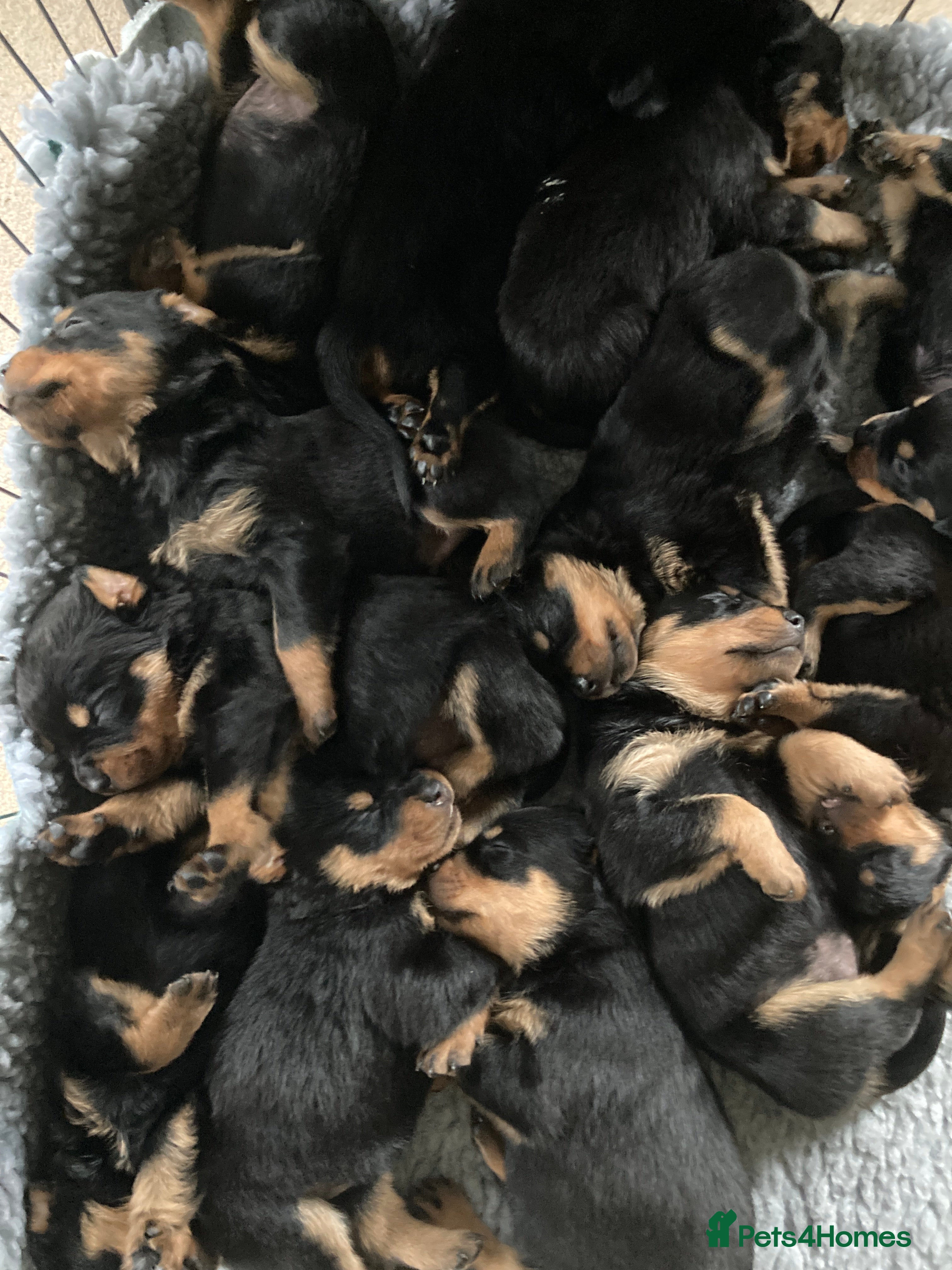 Rottweiler dogs  kennel club registered Rottweiler pups - Advert 21