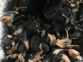 Rottweiler dogs kennel club registered Rottweiler pups - Advert 21