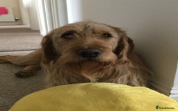 Labradoodle dogs for stud: Clyde-F1 Labradoodle  - Image 4