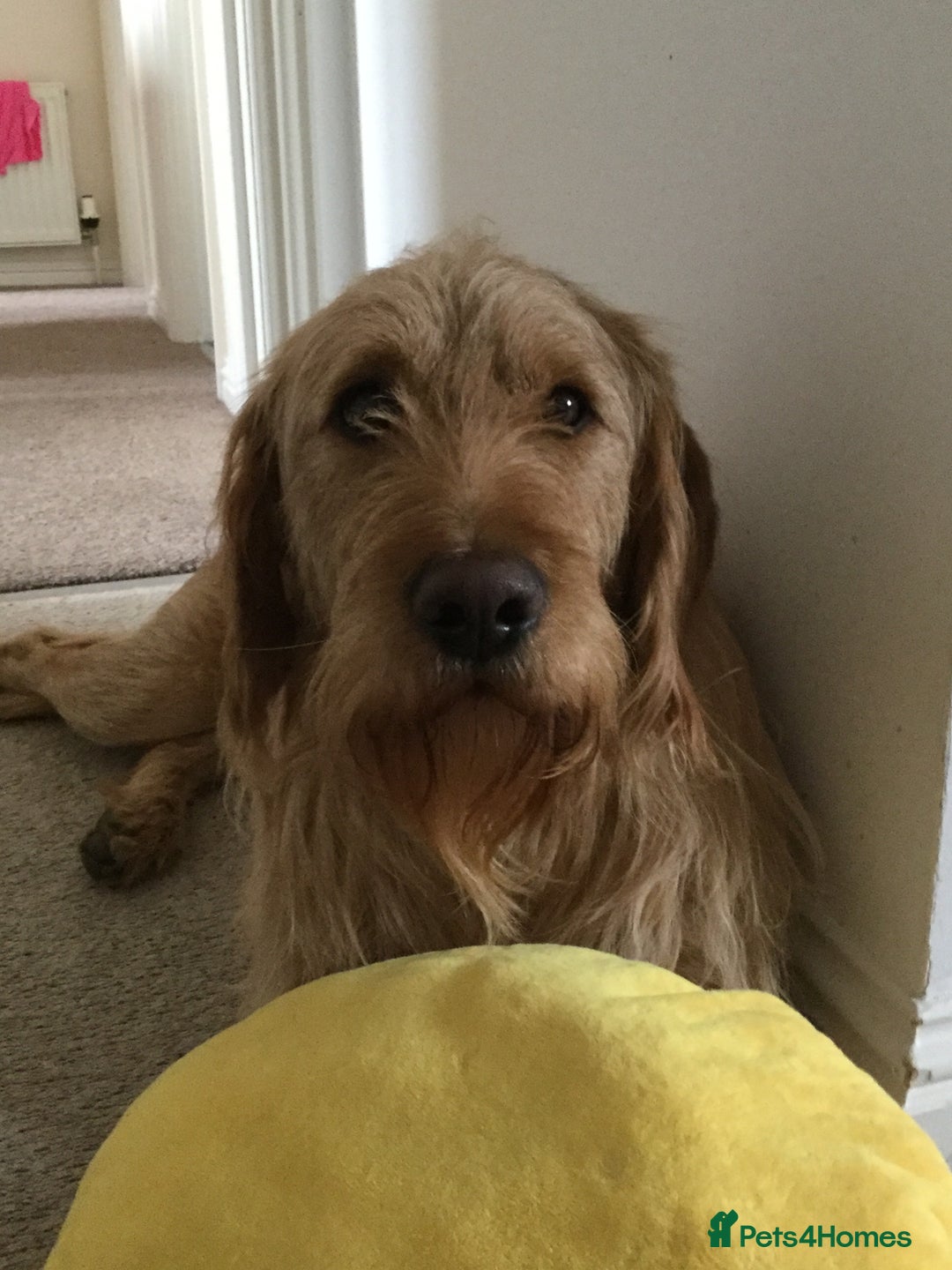 Labradoodle dogs for stud: Clyde-F1 Labradoodle  - Image 4