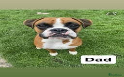 Boxer dogs for sale: Gorgeous KC Registered Boxer Pups - ONLY 3 LEFT - Image 9