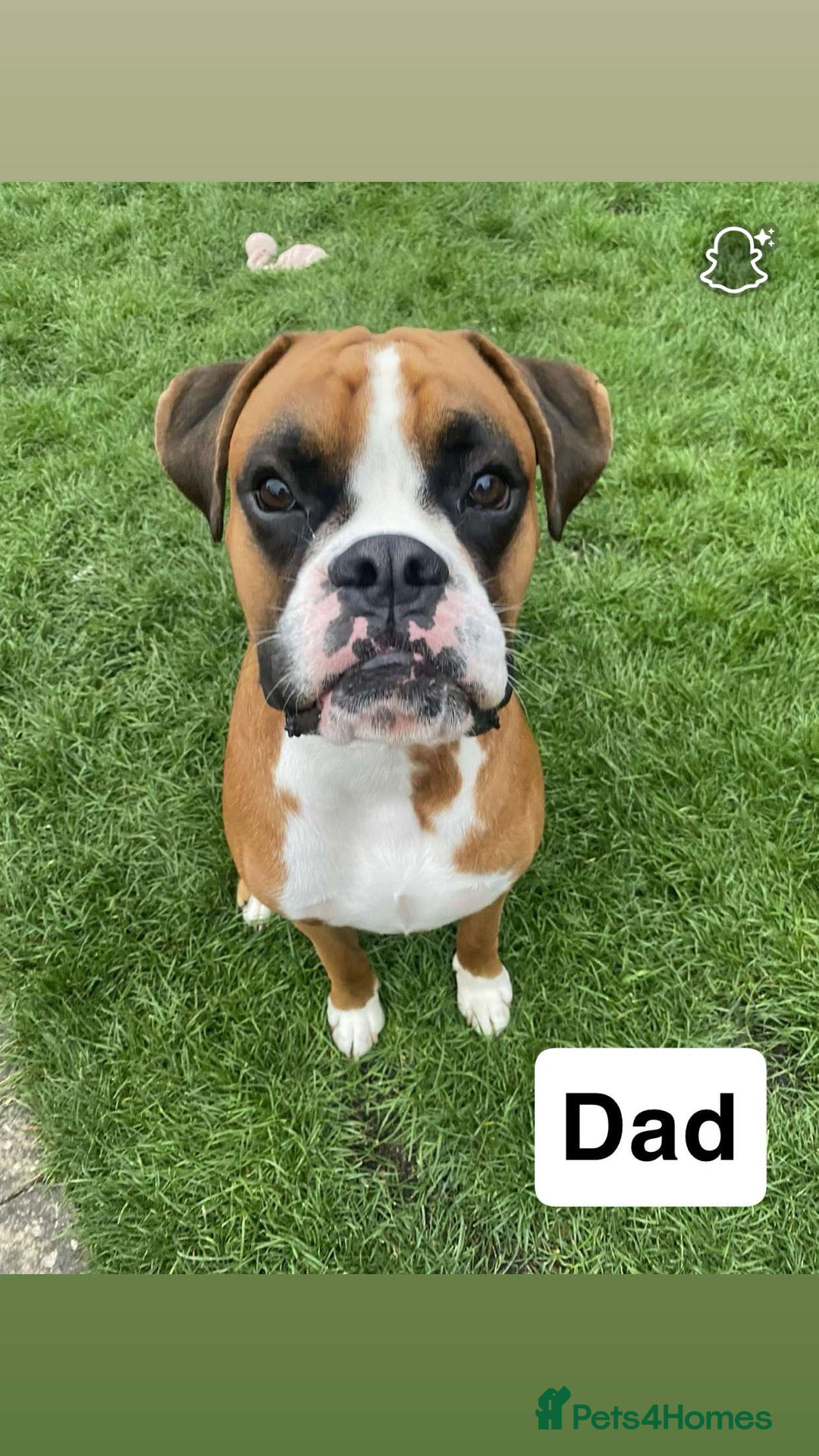 Boxer dogs for sale: Gorgeous KC Registered Boxer Pups - ONLY 3 LEFT - Image 9