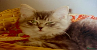 Ragdoll cats - Advert 14