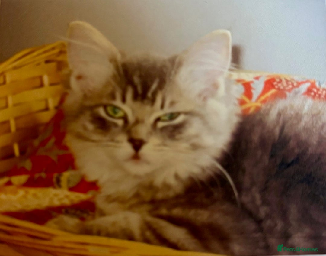 Ragdoll cats for sale: Beautiful Ragdoll kittens - Image 3