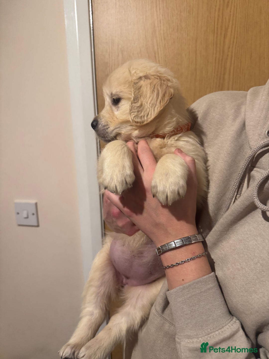 Golden Retriever dogs for sale: Golden Retriever Pups - Advert 3