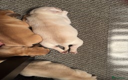 Pug dogs for sale: Beautiful Pug Puppies Male 10weeks old - Image 25