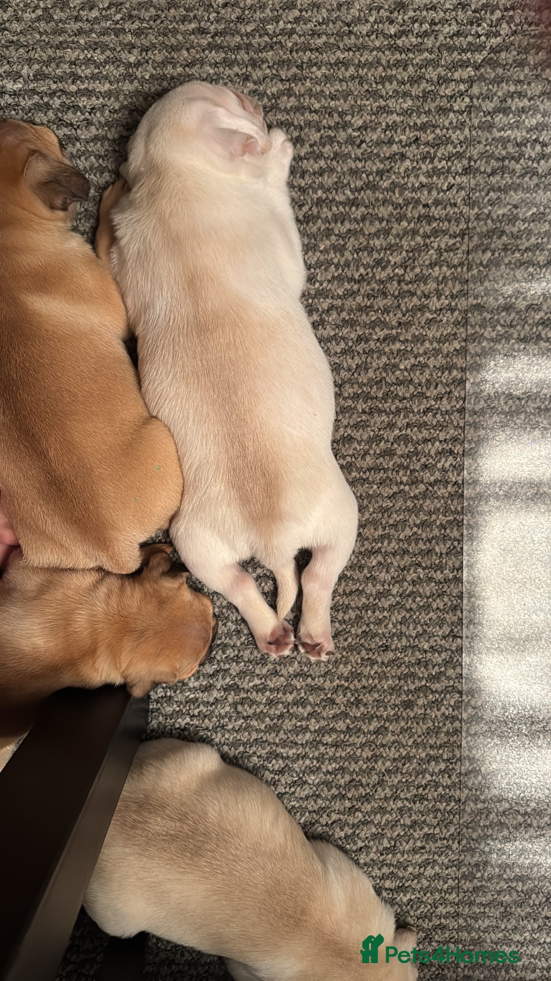 Pug dogs for sale: Beautiful Pug Puppies Male 10weeks old - Image 25