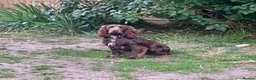 Cocker Spaniel dogs for stud: Big Boy - Great personality Cocker Spainal  - Advert 8