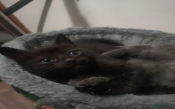 Mixed Breed cats for sale: Ragdoll X for sale  - Image 7