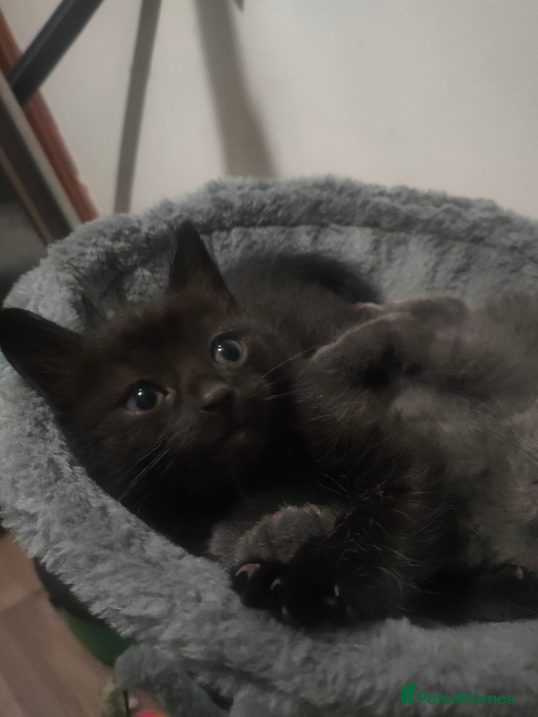 Mixed Breed cats for sale: Ragdoll X for sale  - Image 7