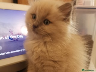 Ragdoll cats Stunning TICA Ragdoll Kittens - Mink, Sepia, - Advert 11