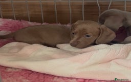 Miniature Dachshund dogs for sale: ✨ REDUCED! 3 OUTSTANDING QUALITY KC PUPS  ✨ - Image 17