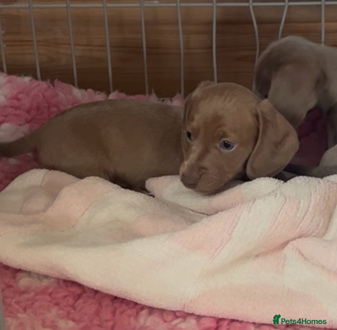 Miniature Dachshund dogs for sale: ✨ REDUCED! 3 OUTSTANDING QUALITY KC PUPS  ✨ - Image 17