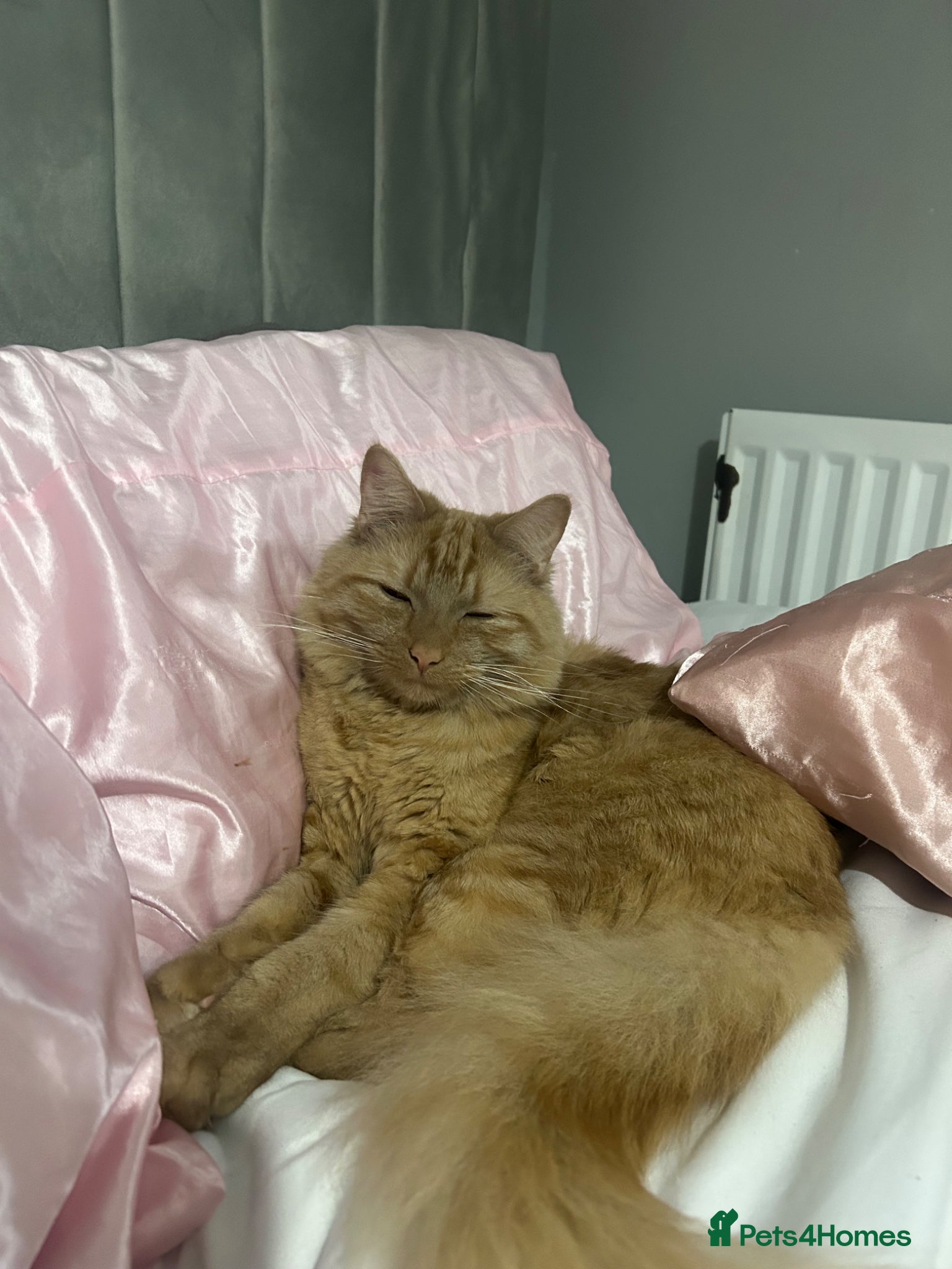 Mixed Breed cats for sale: Simba  - Advert 1