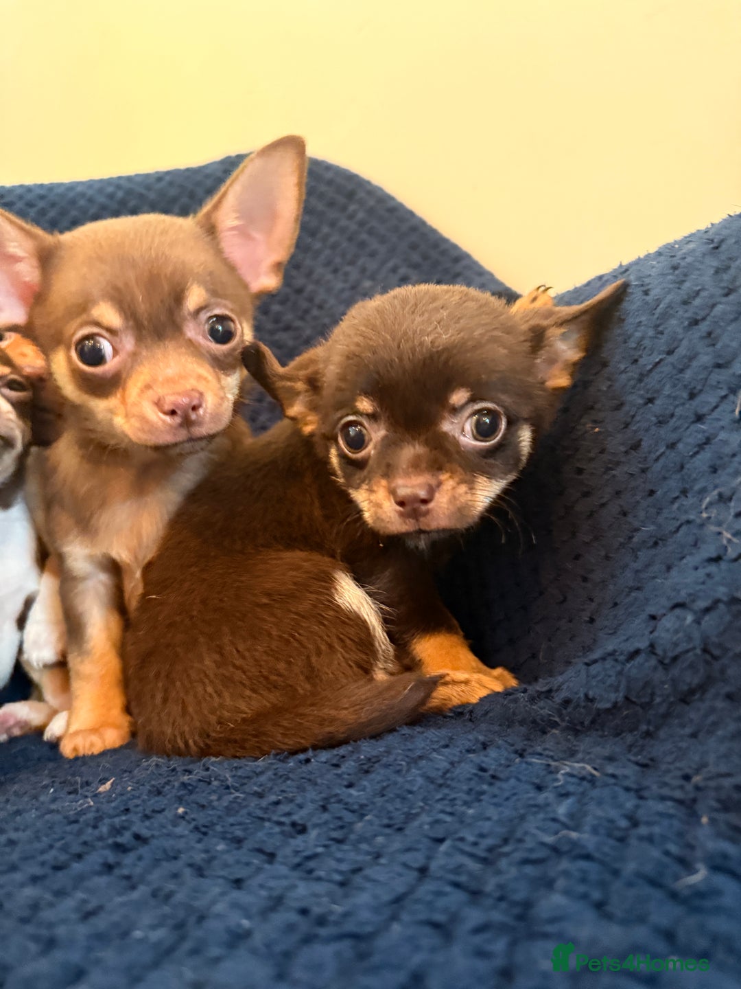 Chihuahua dogs for sale: Small Chihuahua puppies available today - Advert 9