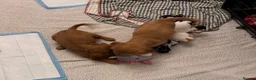 Cocker Spaniel dogs for sale: Red Show Type Cocker Spaniel puppies  - Advert 9