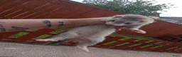 Ferret rodents for sale: Baby ferrets  - Advert 15