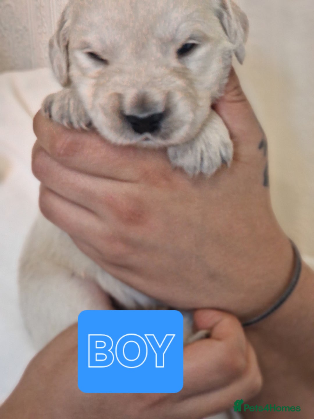 Golden Retriever dogs for sale: 🐾Pure Golden retrievers puppy🐾 - Image 14
