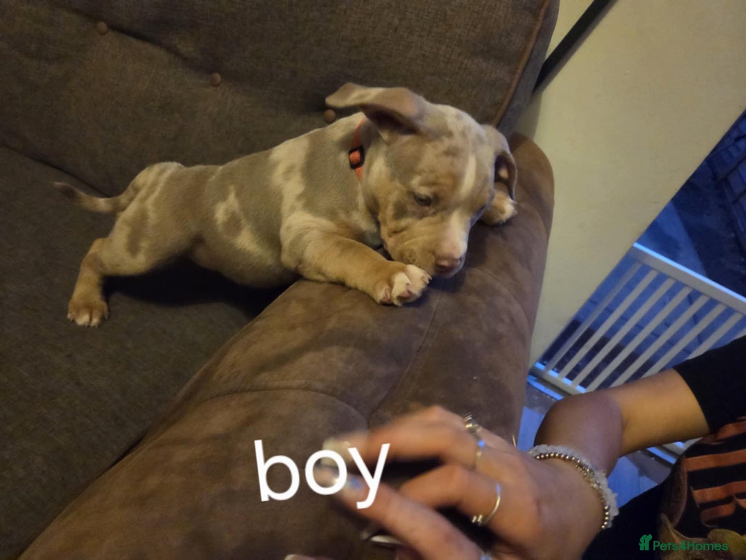 American Bully dogs for sale: American pocket bullys - Image 19