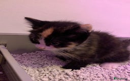 Maine Coon cats for sale: mixed breed kitten for sale  - Image 2