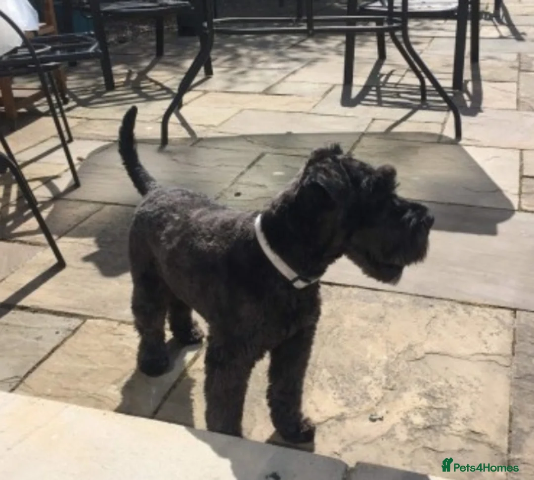 Miniature Schnauzer dogs for stud: proven kc reg perfect stud in Pontefract - Advert 3