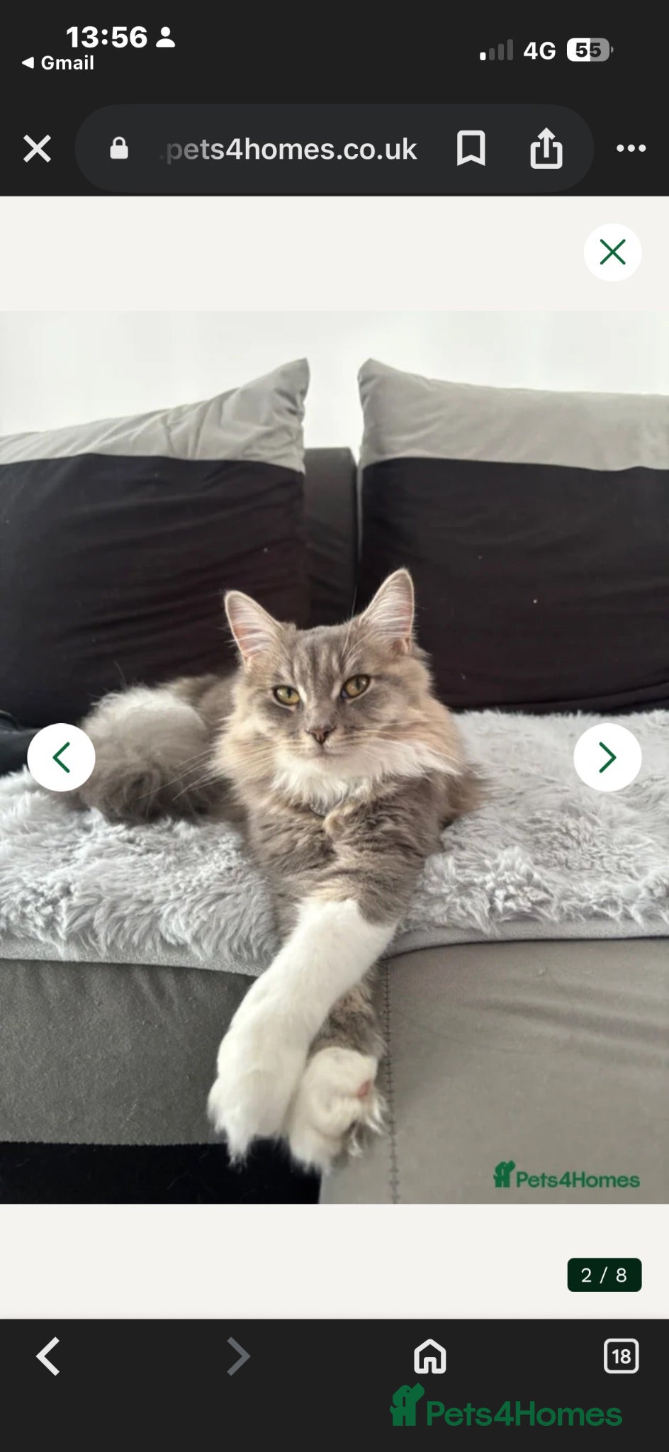 Maine Coon cats Maincoon kittens  - Advert 1