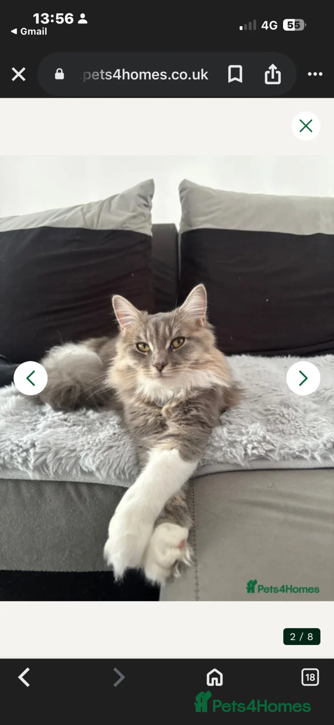 Maine Coon cats for sale: Maincoon kittens  - Advert 1