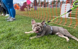French Bulldog dogs for sale: ** male French bulldog - Image 4