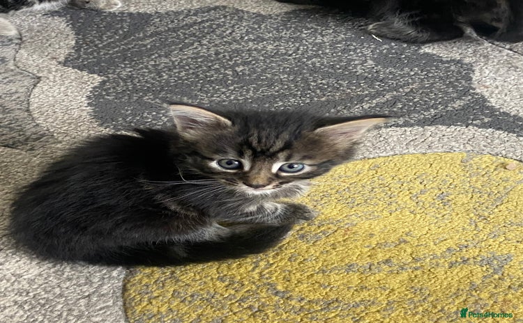 Mixed Breed cats - Advert 11