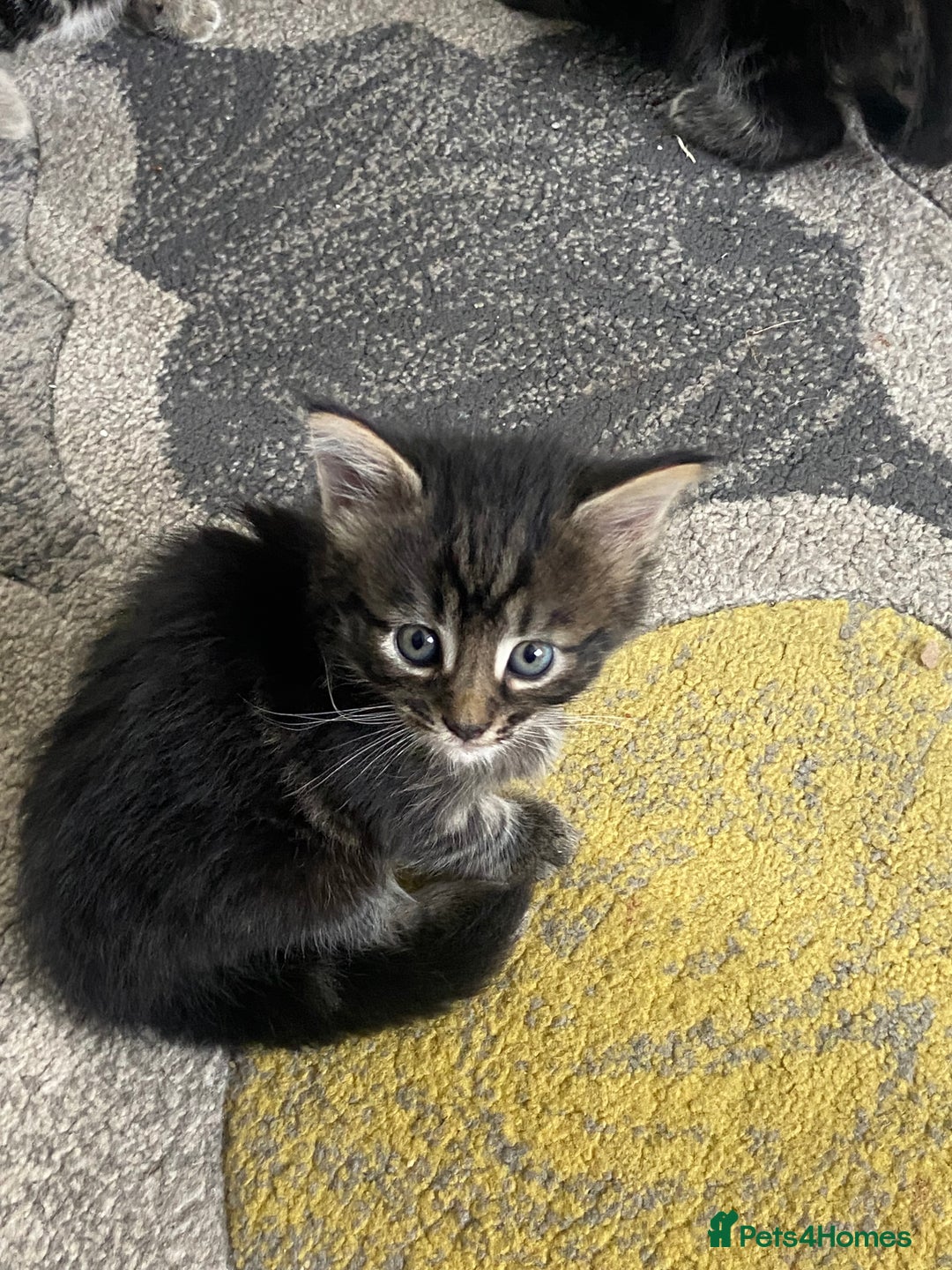 Mixed Breed cats for sale: Long haired tabby kittens  - Image 1