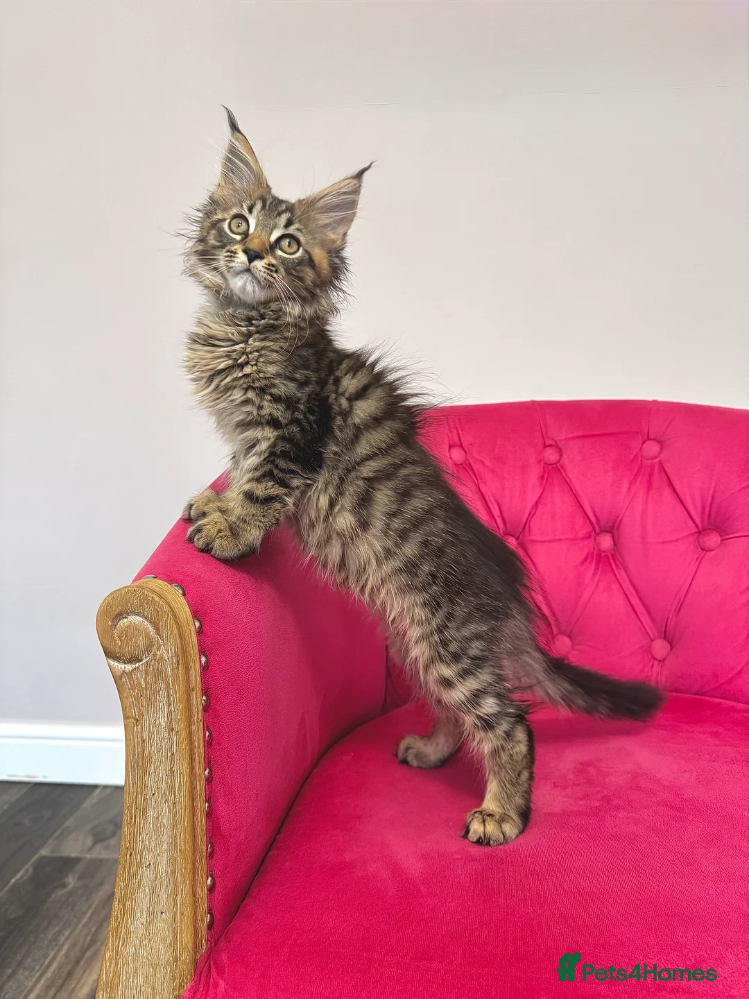 Maine Coon cats for sale: MaineCoon Kittens 🏆20+Gen🧬 Outstadning Pedigree - Advert 22