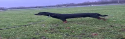 Rottweiler dogs for stud: KC Rottweiler Stud Available  - Advert 8