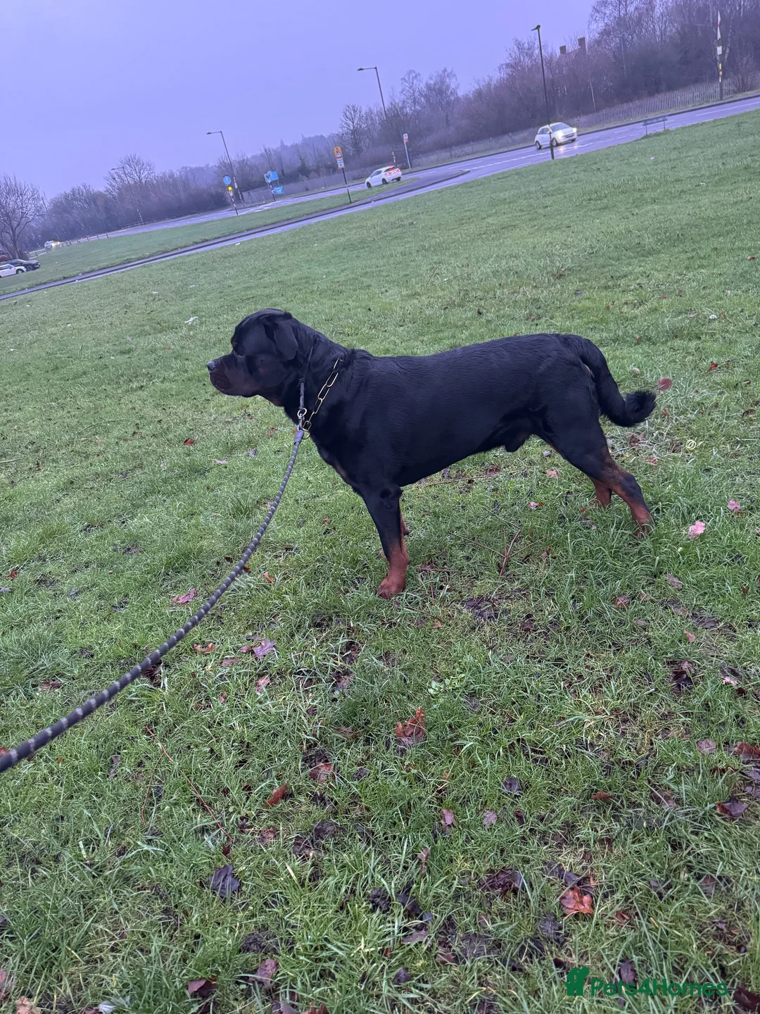 Rottweiler dogs for stud: KC Rottweiler Stud Available  - Advert 8
