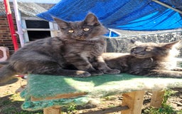 Maine Coon cats for sale: Maine coon boys - Image 8