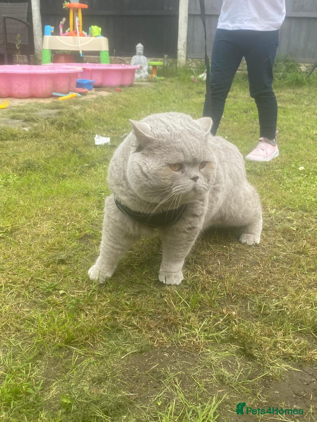 Scottish Fold cats for sale: 🦉 TOP QUALITY TICA REG SCOTTISH FOLD🦉 - Image 13