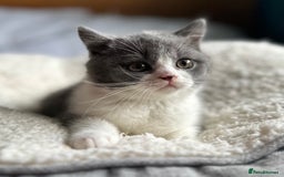 British Shorthair cats for sale: Pedigree British Shorthair Kittens - Image 14
